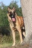 MALINOIS 042